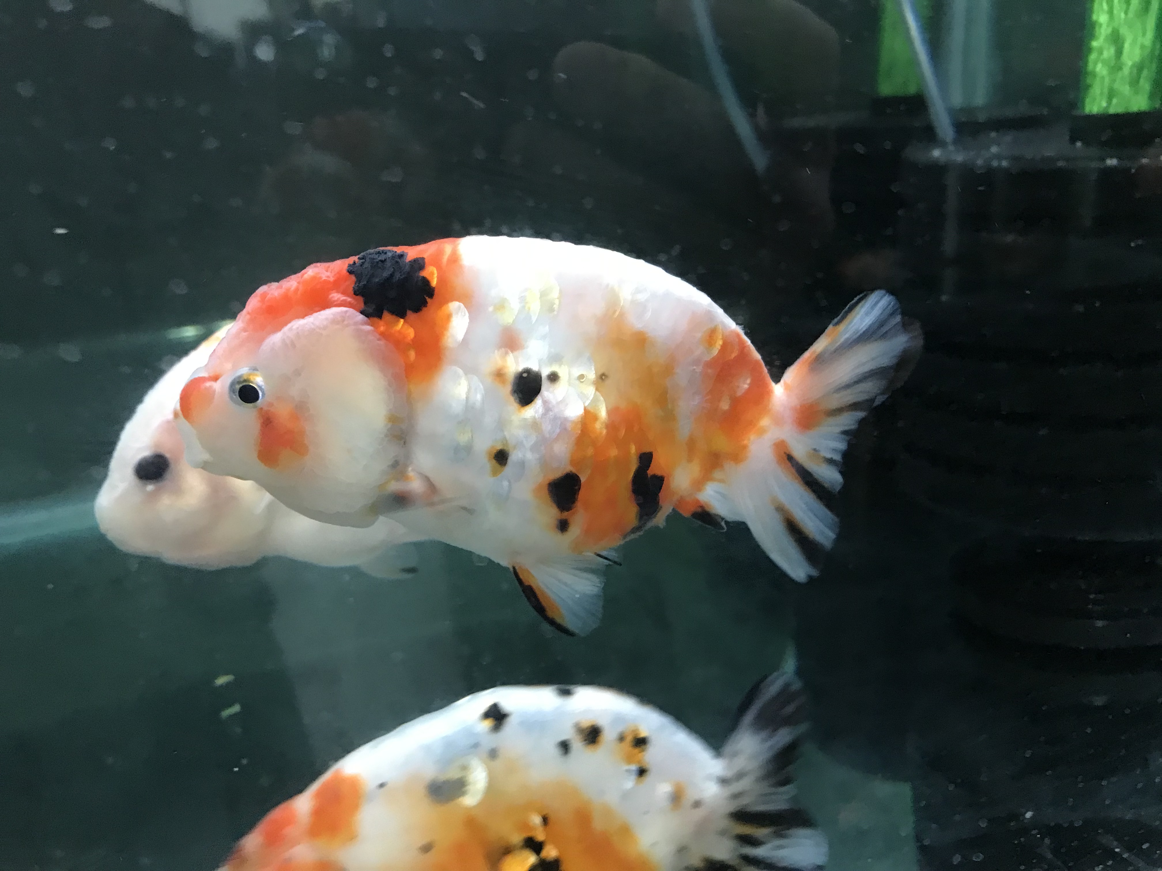 조선 금어_한국 금붕어를 찾아서